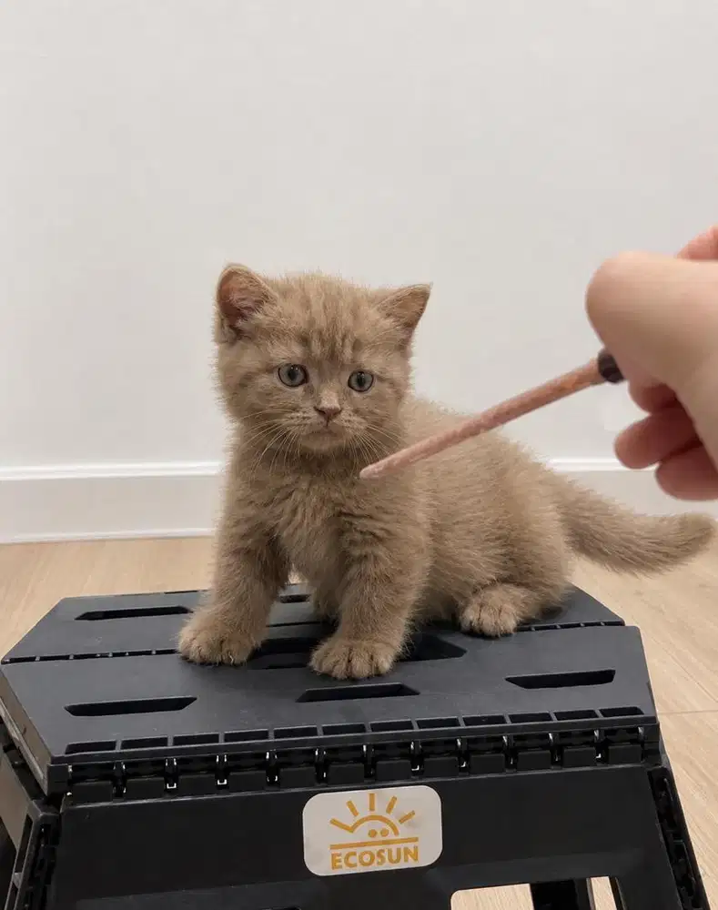 Kucing munchkin bsh cinnamon betina kitten