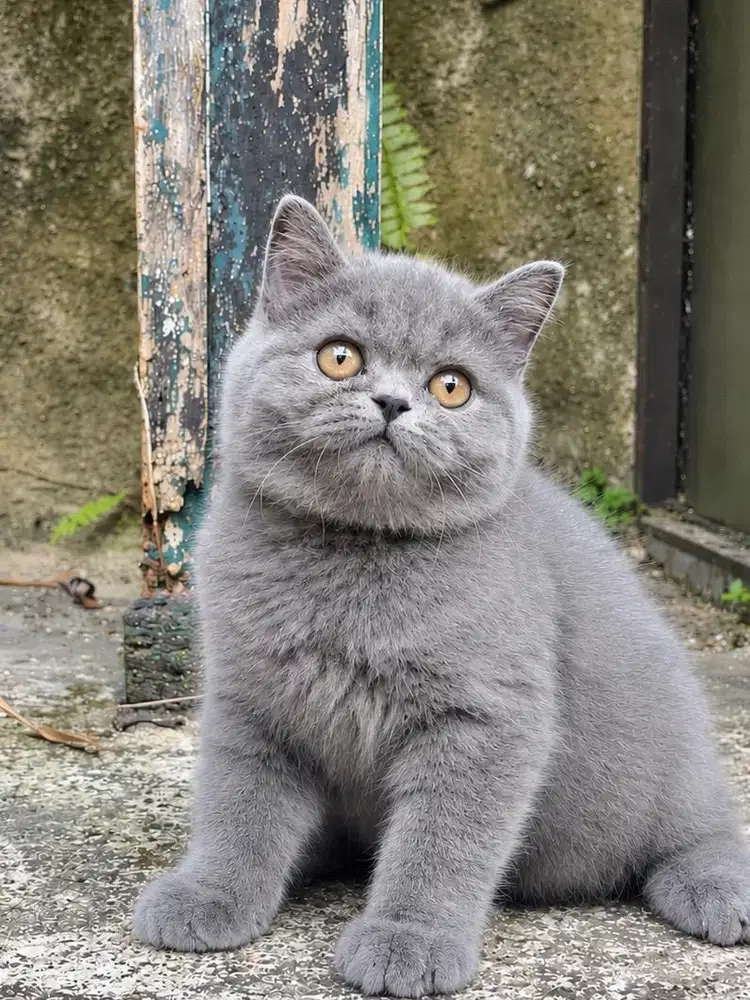 british shorthair