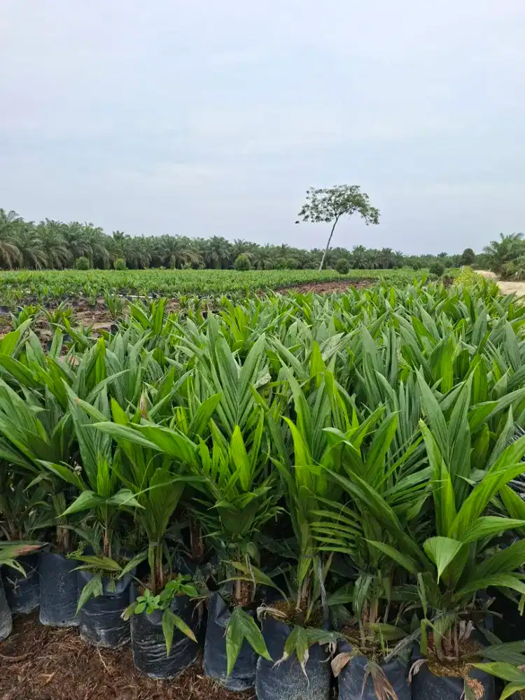 Bibit sawit unggul