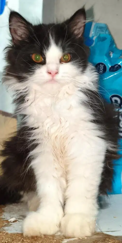 Kucing persia mix radgoll