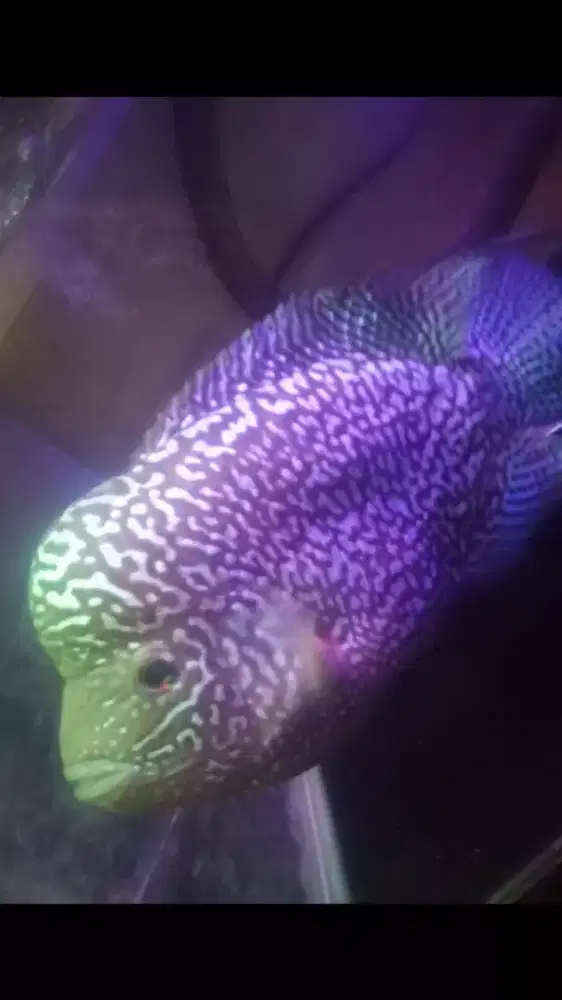 Ikan louhan Cencu 4 jarian