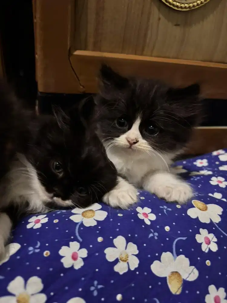 Kitten persia mix radgoll