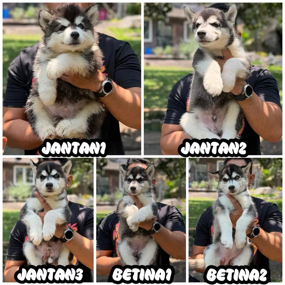 Husky stb vaksin