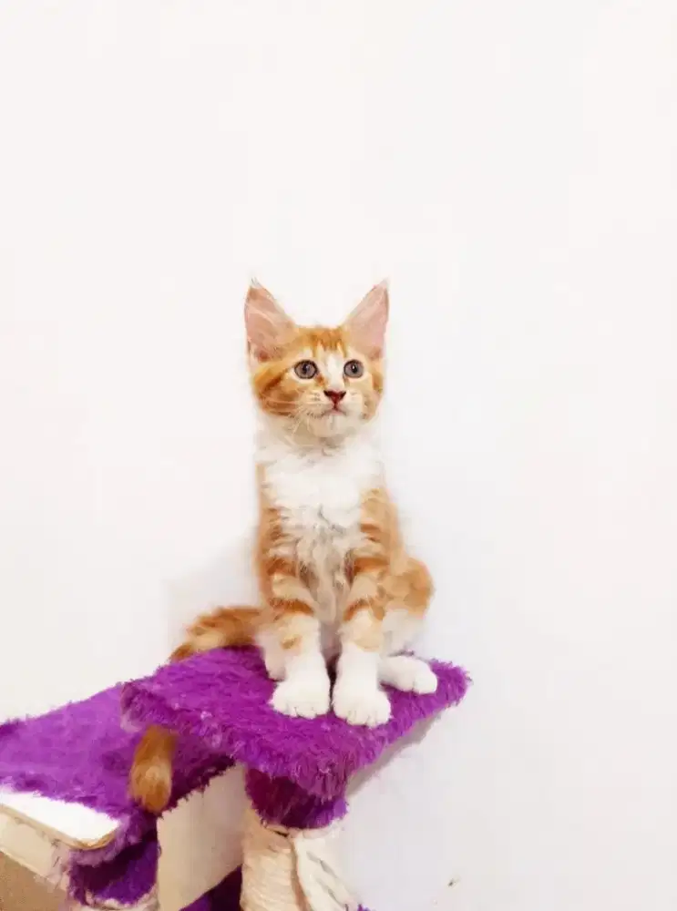 Kitten MaineCoon Betina Pure No mix. Induk Cfa Show Quality