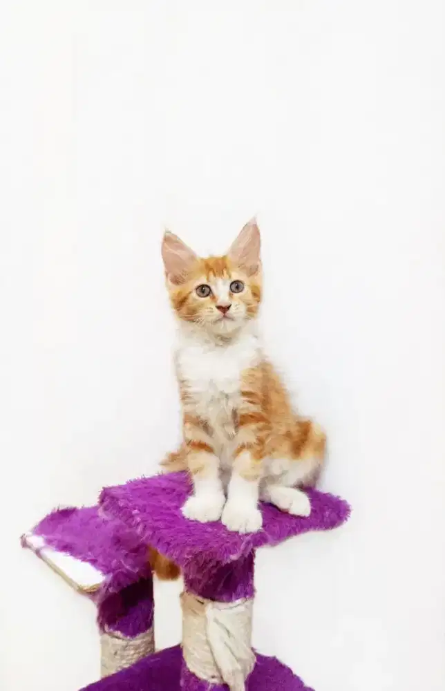 Kitten MaineCoon Betina Pure No mix. Induk Cfa Show Quality