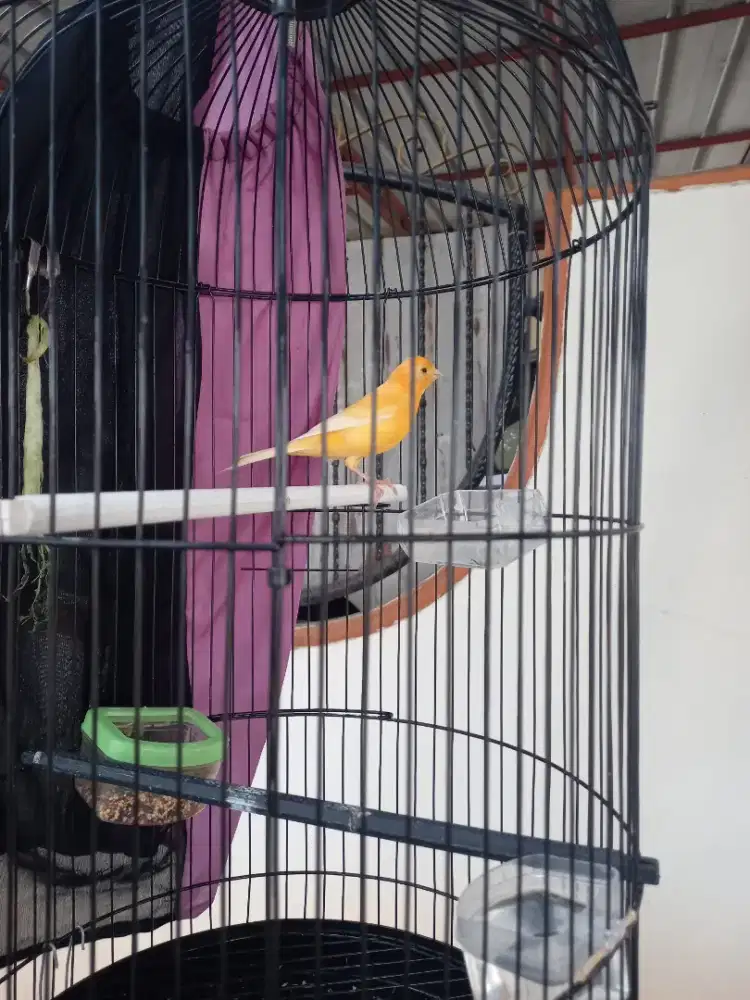 Burung Kenari Gacor