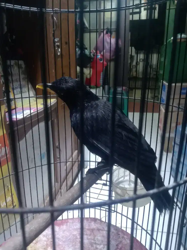 Burung siung wanara purtotal jinak
