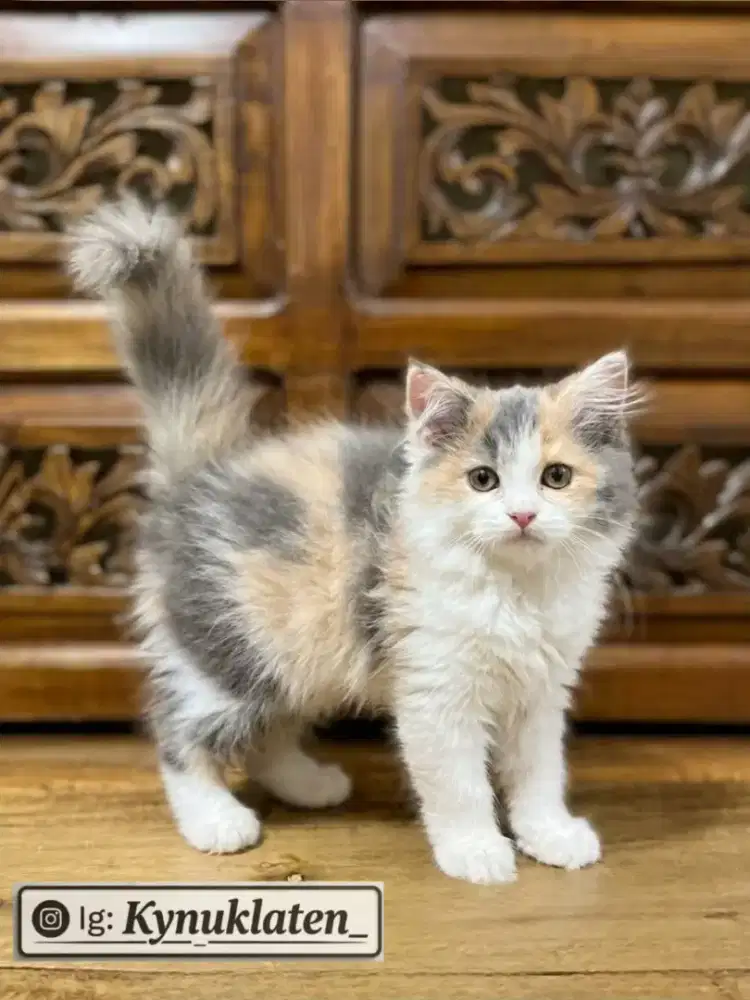 Kitten Persia dilute Calico