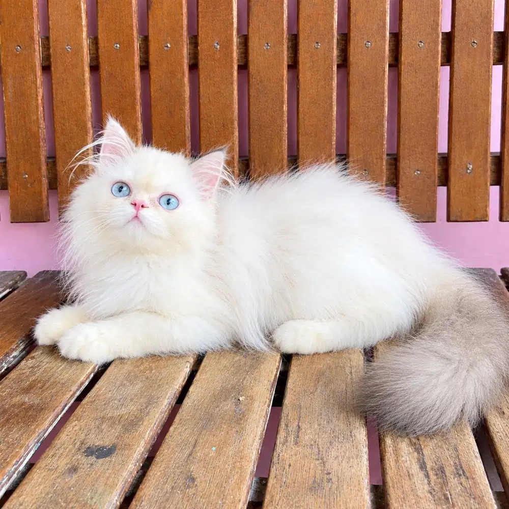 KUCING KITTEN PERSIAN LONGHAIR BULU KAPAS ANAKAN PEAKNOSE X RAGDOL