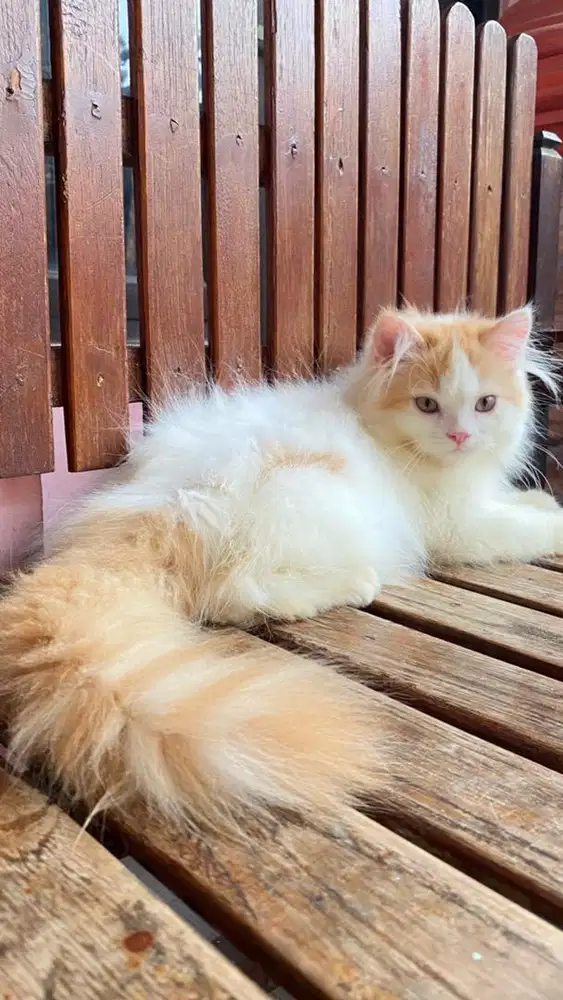 KUCING KITTEN PERSIAN LONGHAIR BULU KAPAS ANAKAN PEAKNOSE X RAGDOL