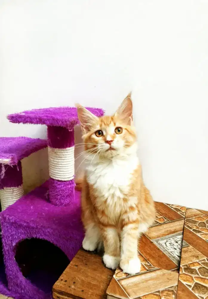 Kitten MaineCoon Betina Pure No mix. Induk ped Cfa Show Quality.