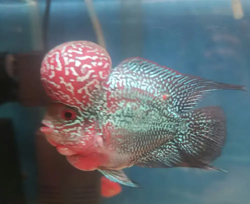 Louhan SRD SB Boomhead