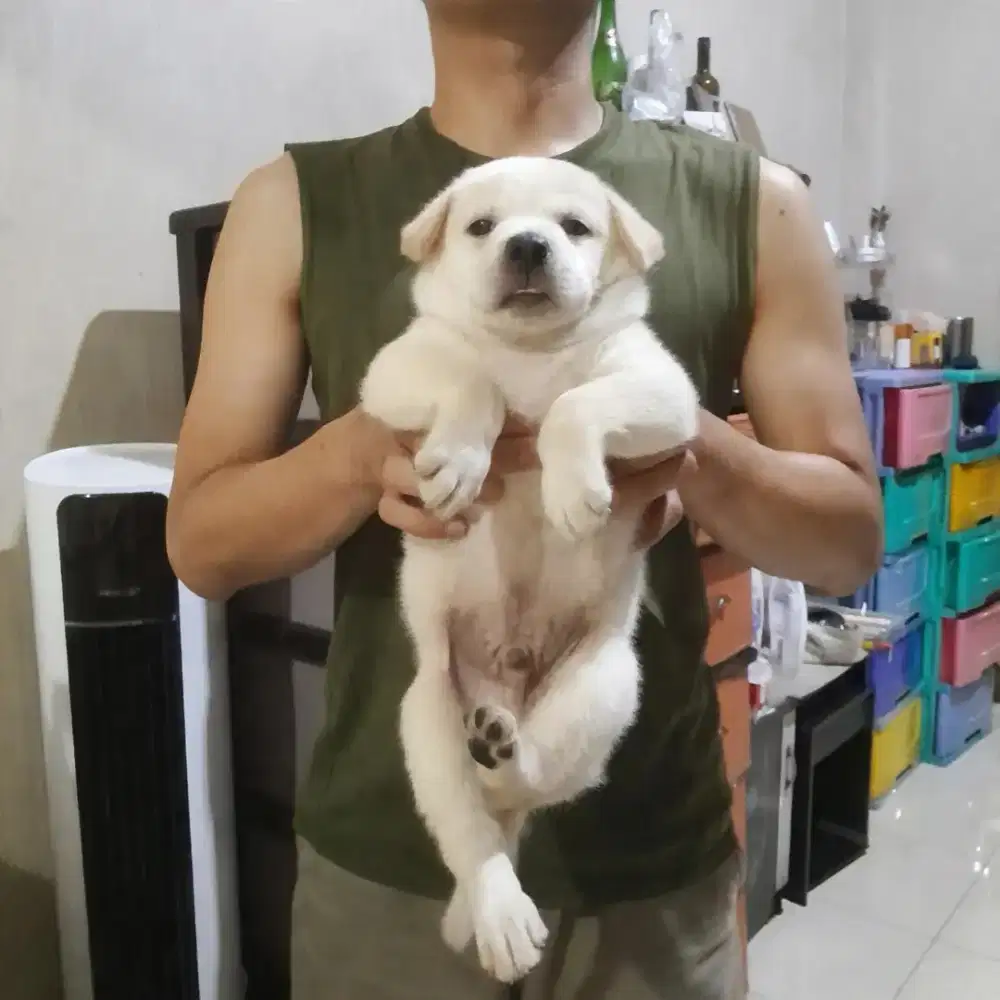 Anak anjing ras besar tinggi gembul