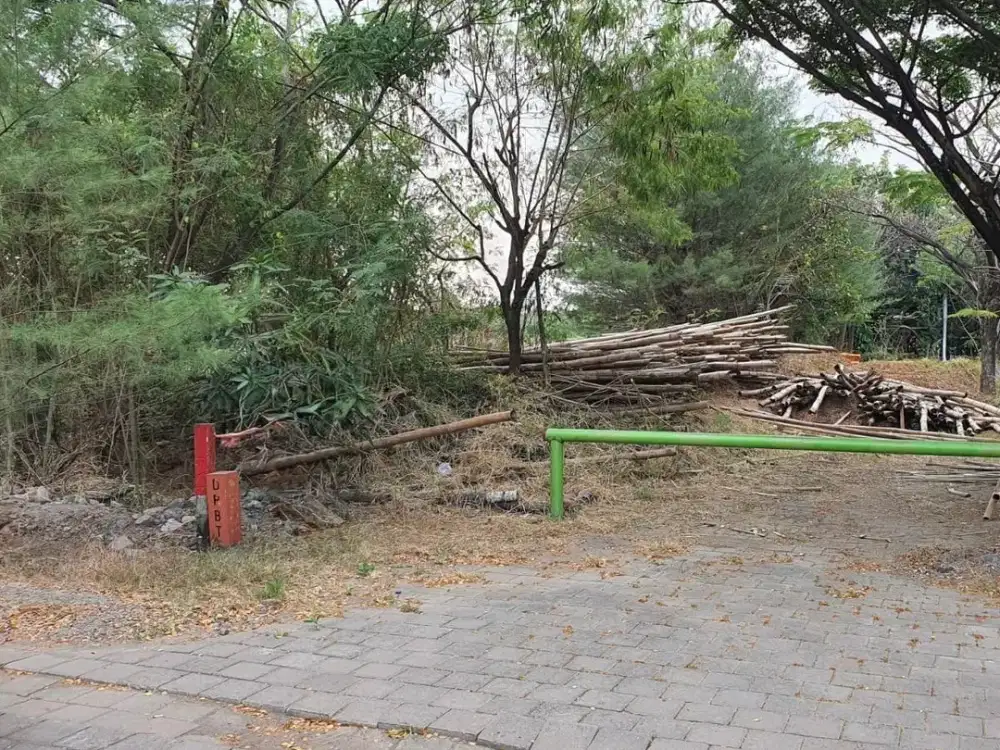 Wisata Semanggi Mangrove Wonorejo Rungkut