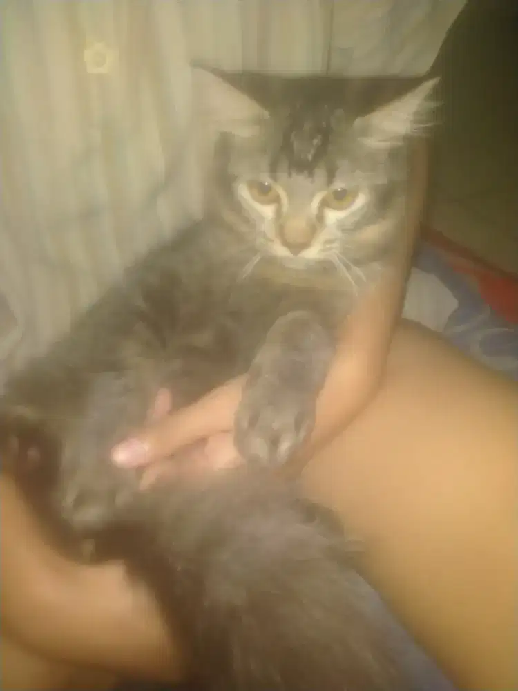 Lepas adop kucing