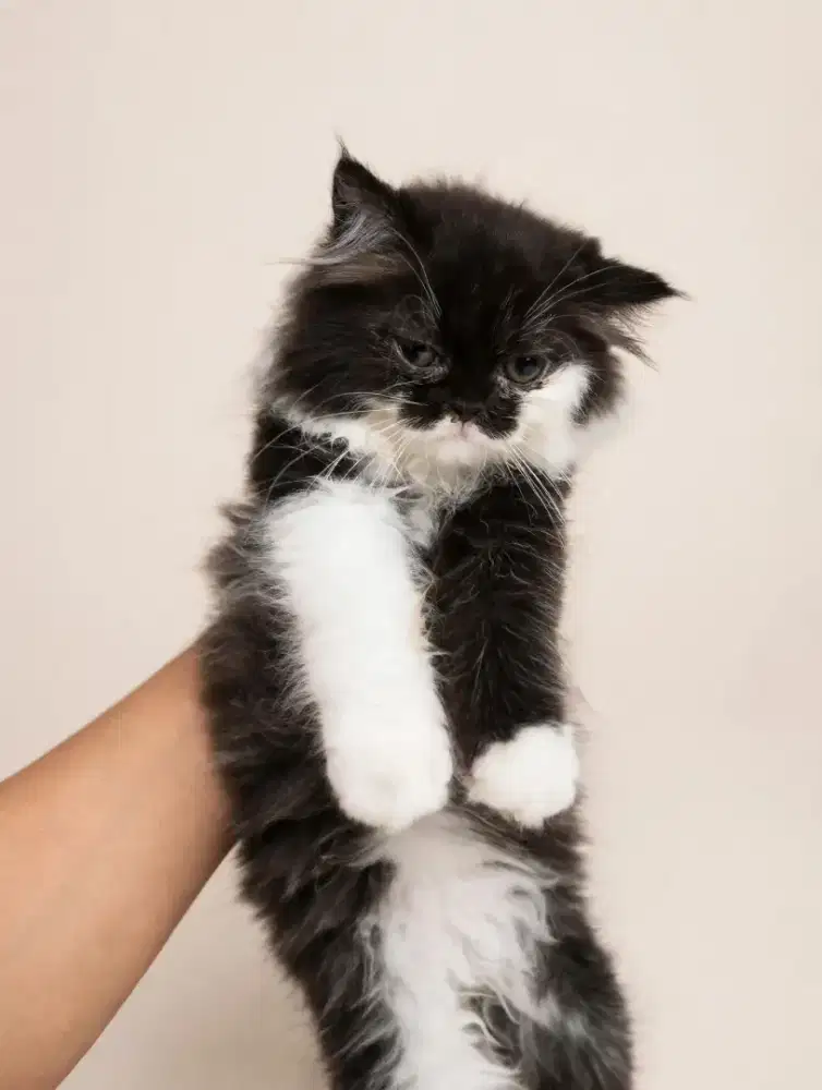 Kitten persian tuxedo mix muchkin