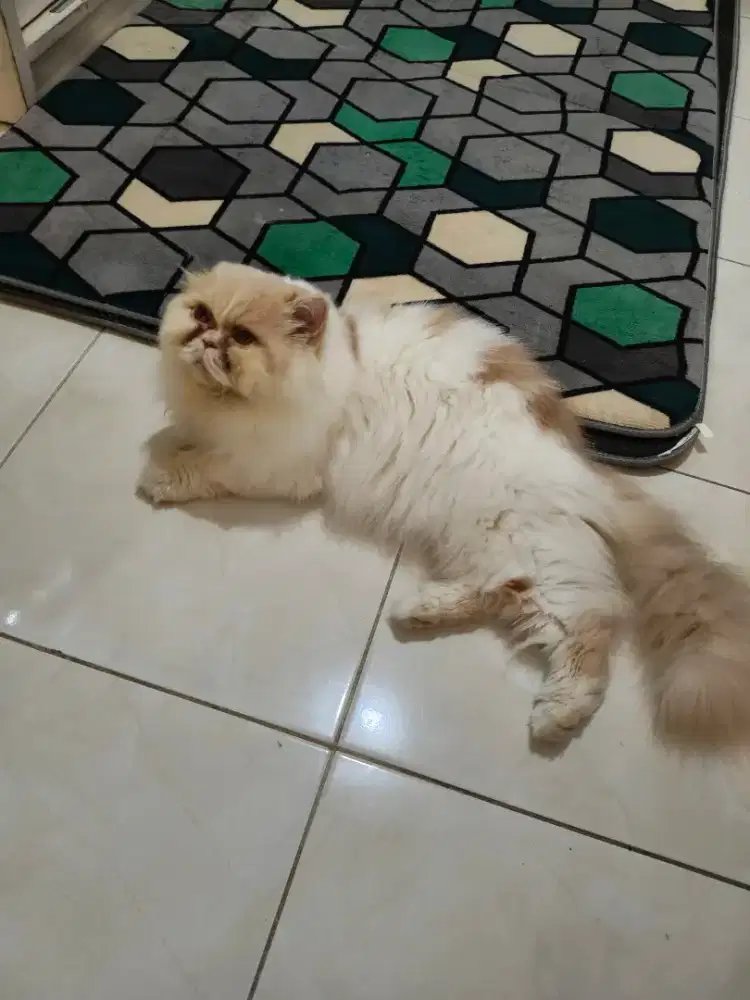 Kucing persia Feaknose jantan sudah steril