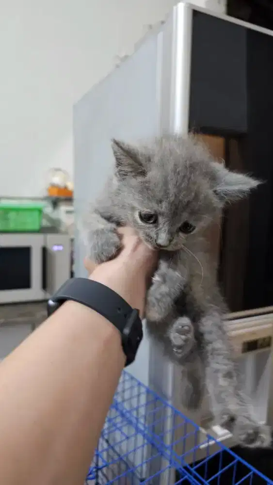BSH TORTI BETINA 2 BULAN