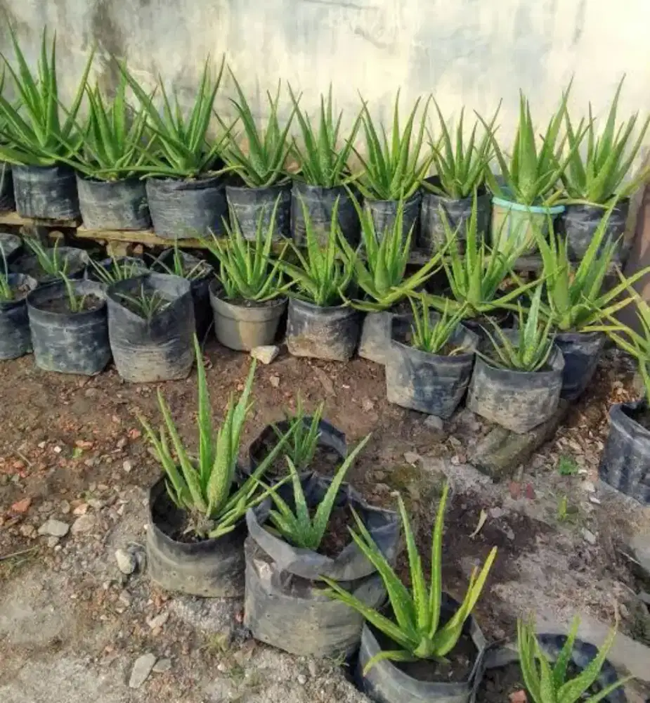 tanaman lidah buaya