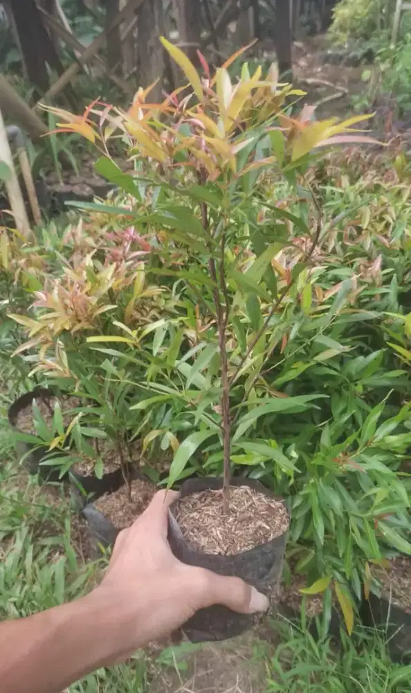 pohon pucuk merah