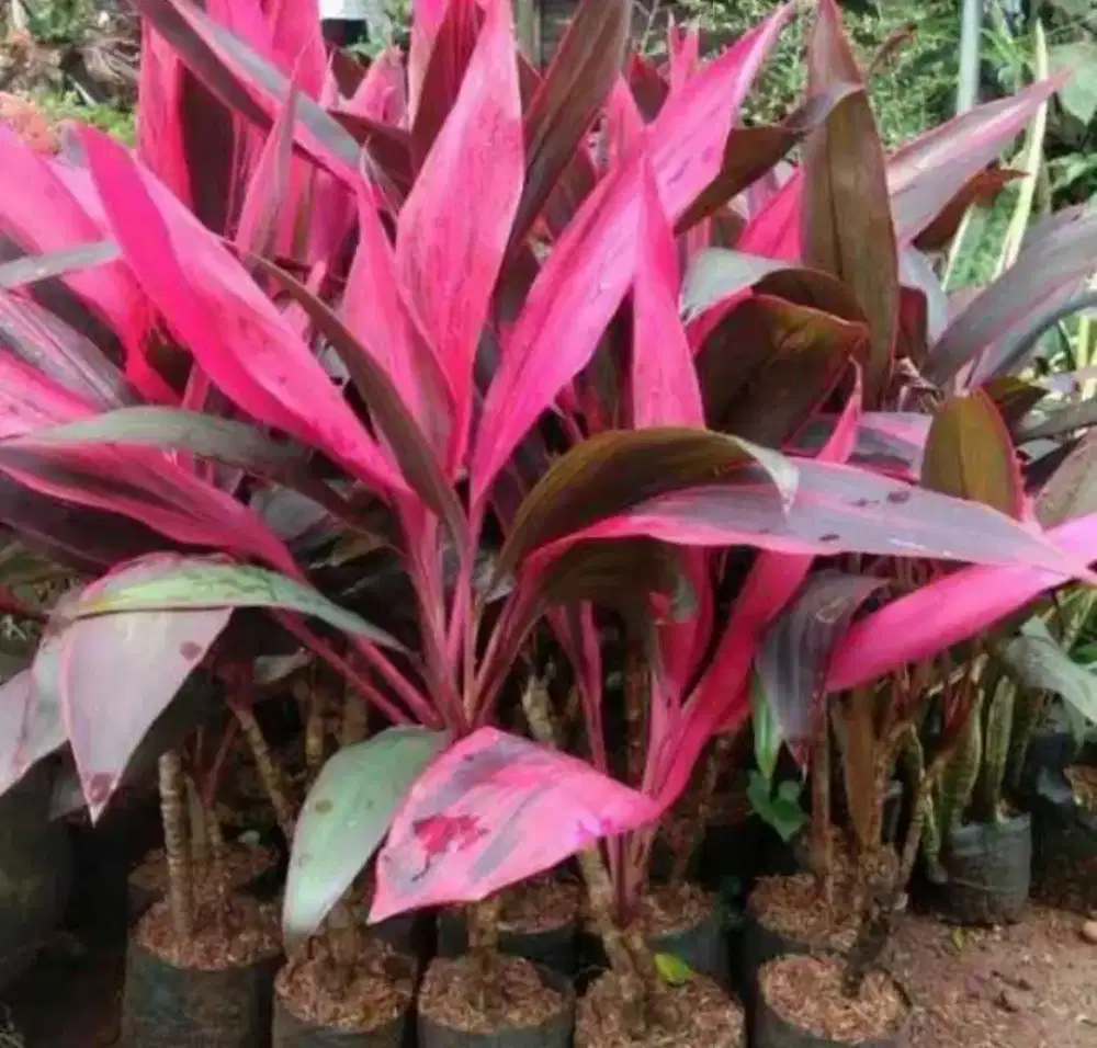 tanaman andongg
