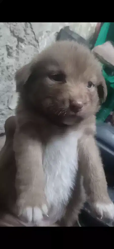 Anak anjing keturunan Golden