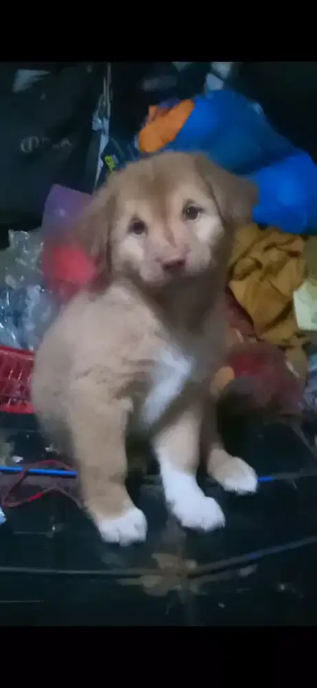 Anak anjing Lucu 1 bulan