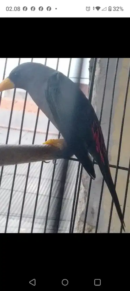 Burung jalak Rio Rio masteran