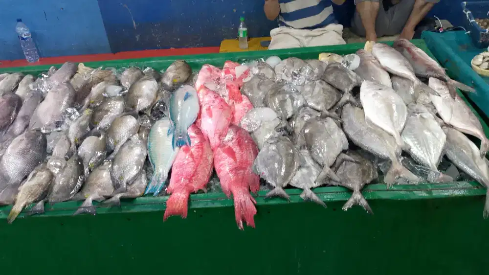 Loker kerja mancing cumi