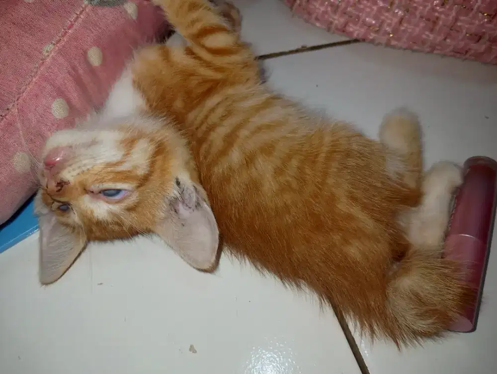 Open adopsi kucing domestik