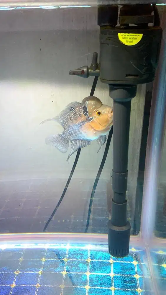 Ikan louhan kamfa remaja