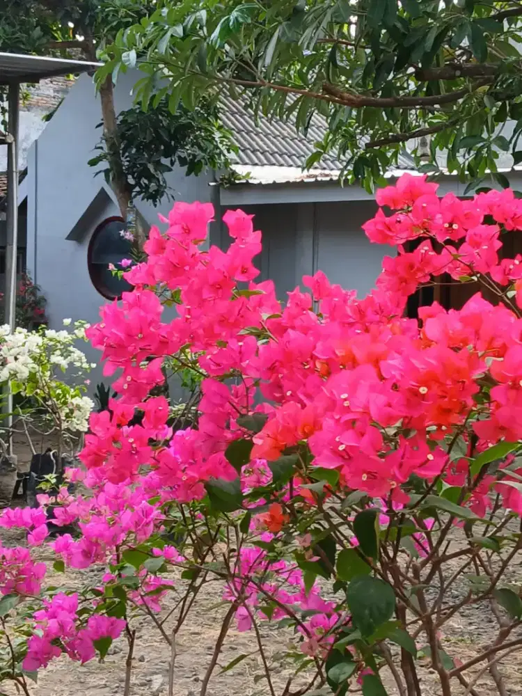 Tanaman Hias dan Kebun Dapoer Limasan