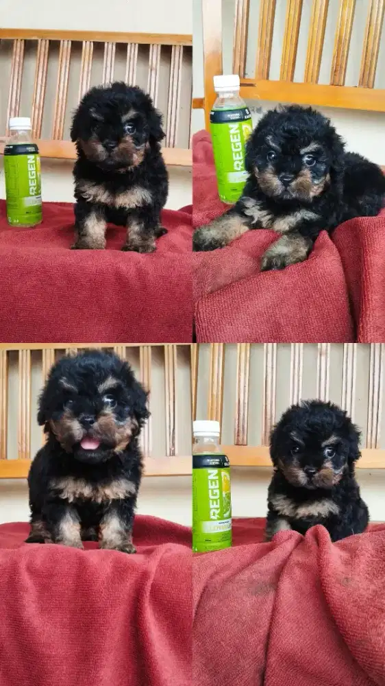 Tiny Poodle Betina di Bogor