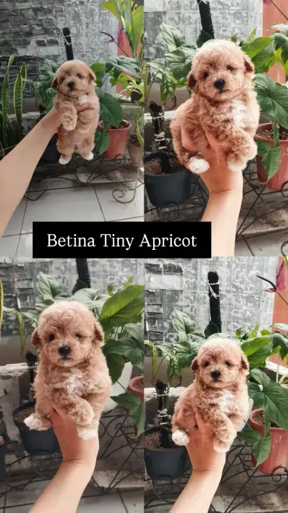 Tiny Poodle betina di bogor