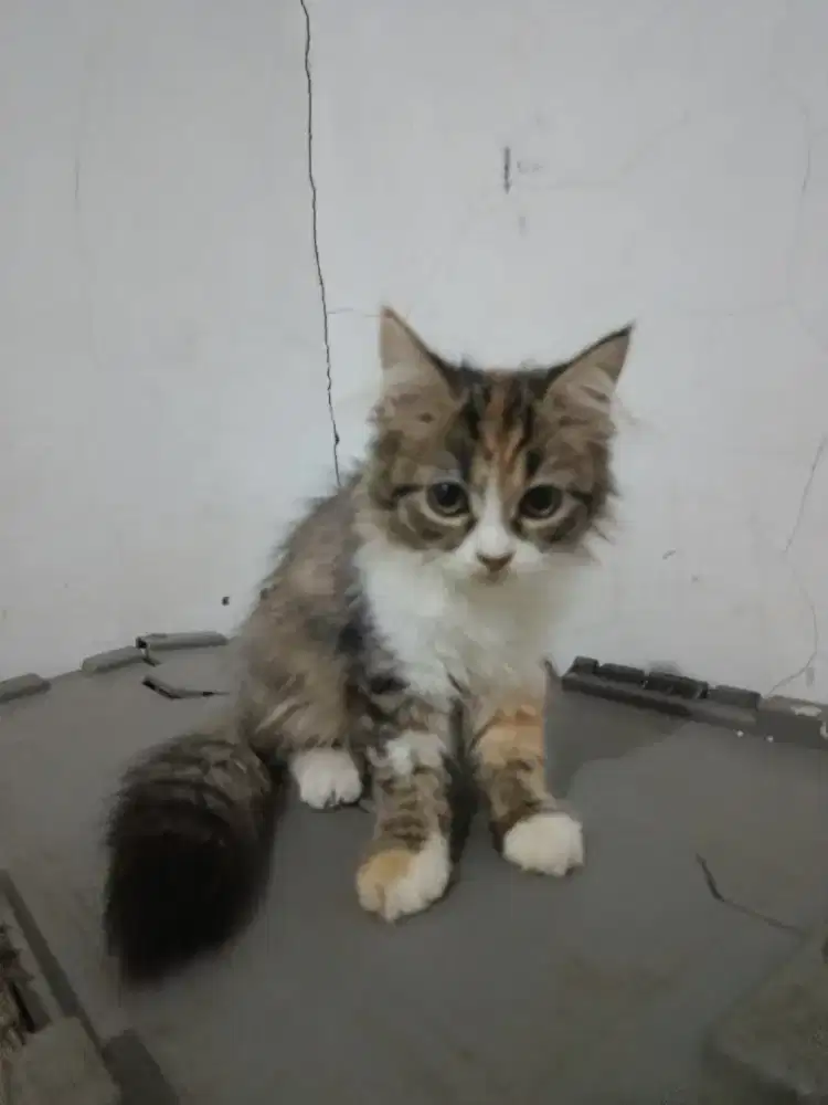 Kitten persia Betina