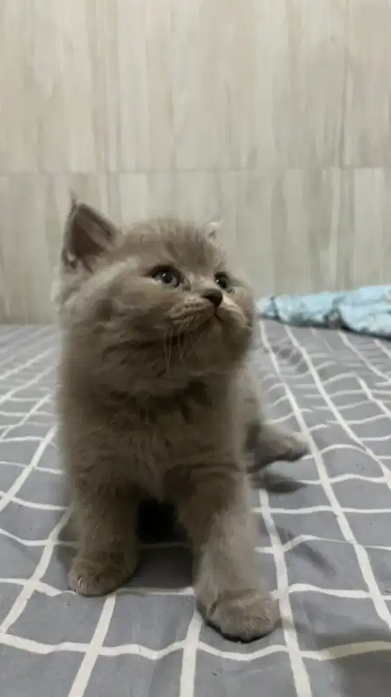 Kucing kitten bsh lilac