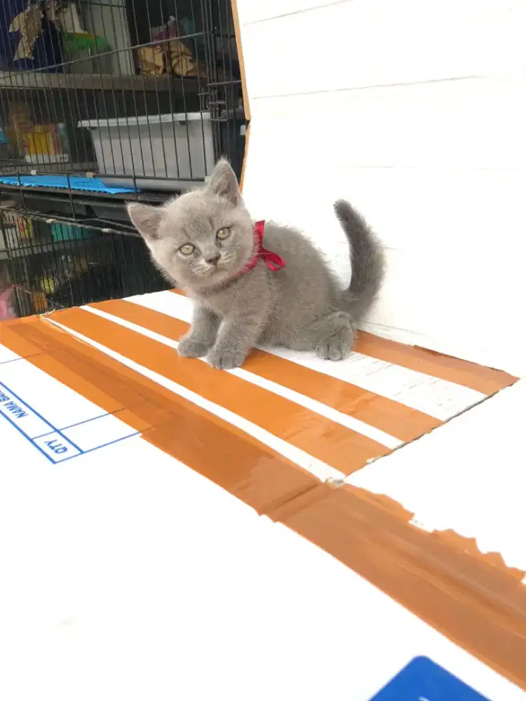 Kucing kitten bsh non ped