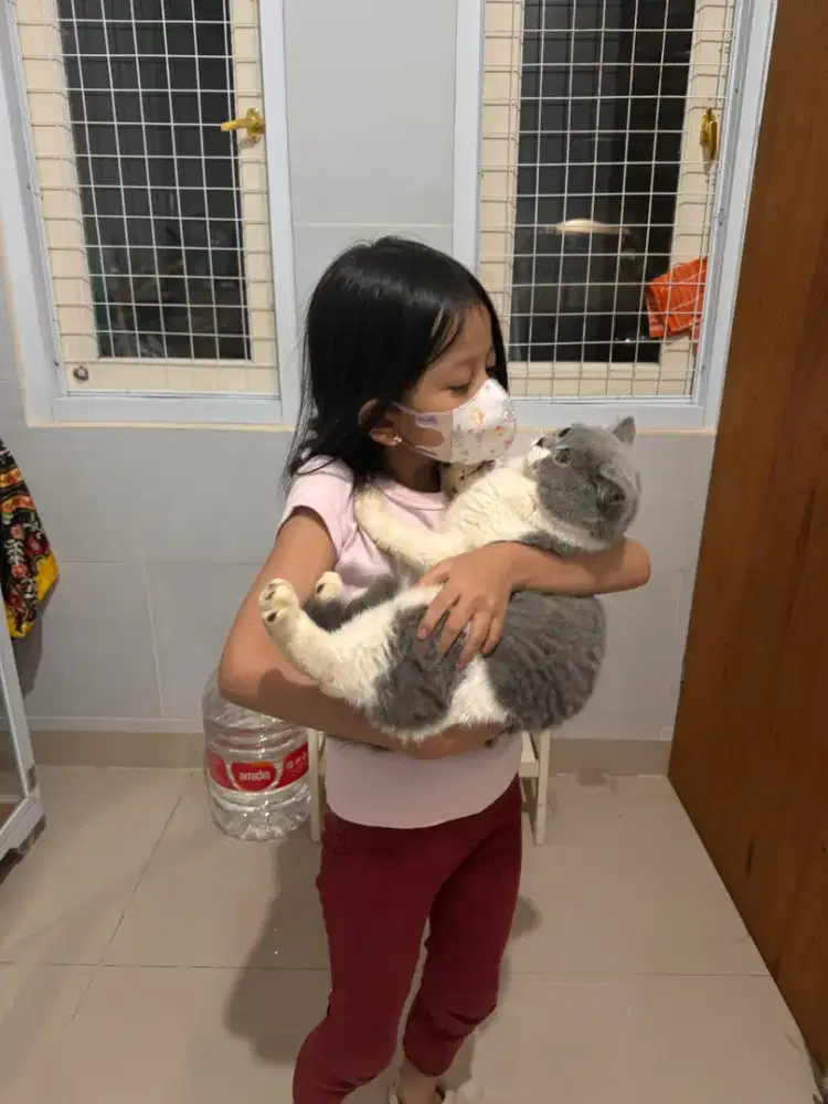 Kucing kitten bsh non ped bigbone