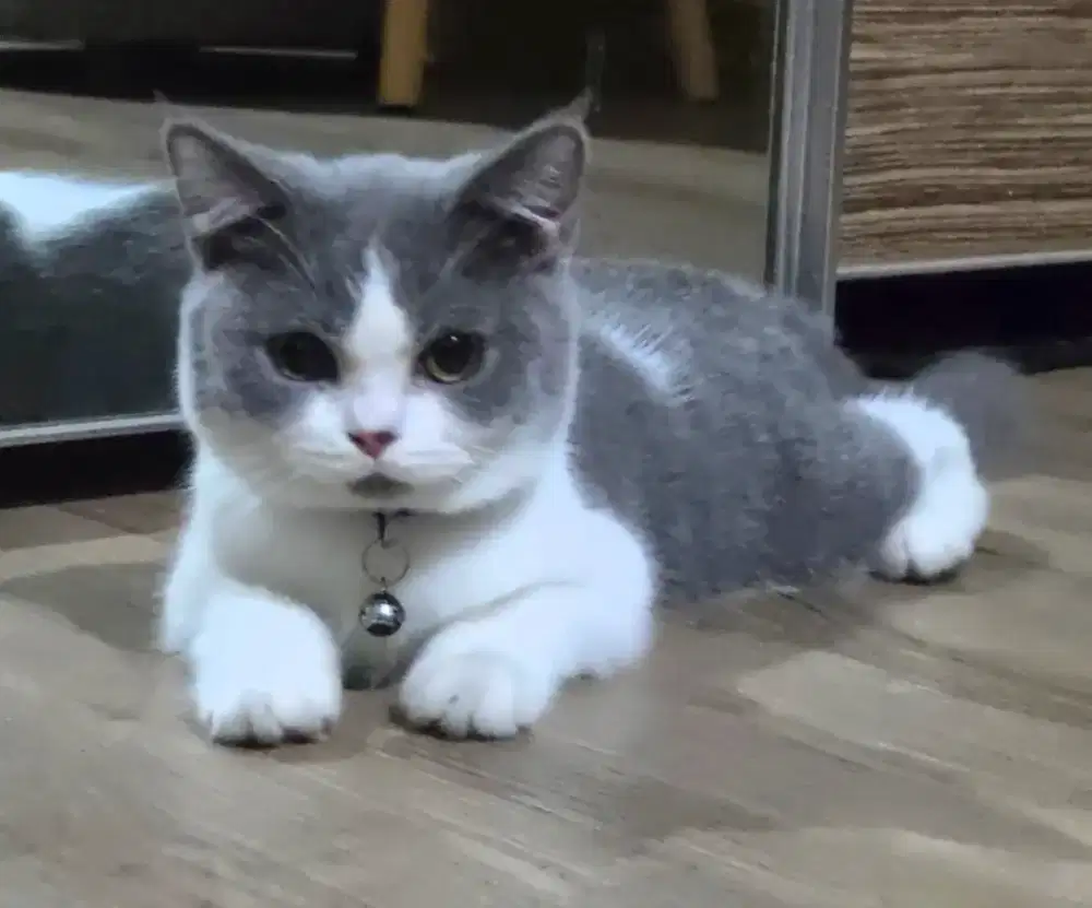 Kucing BSH Bogor