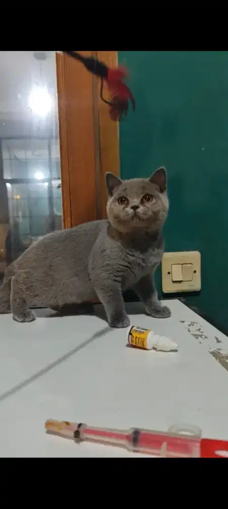 Boneka British Shorthair Gemoy