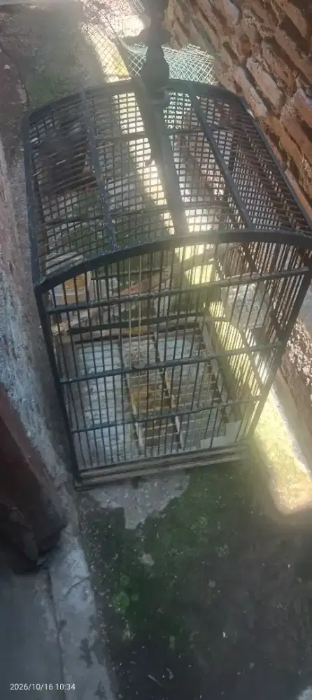 Burung kutilang