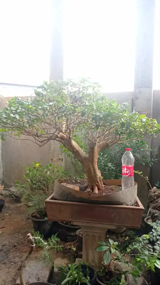 Bonsai Dewandaru