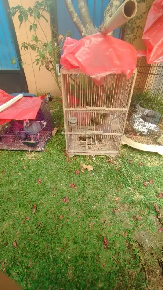 Jual burung dara 2 pasang dan 1 singgle plus dongdang
