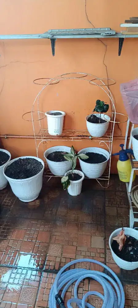 Rak tanaman besi