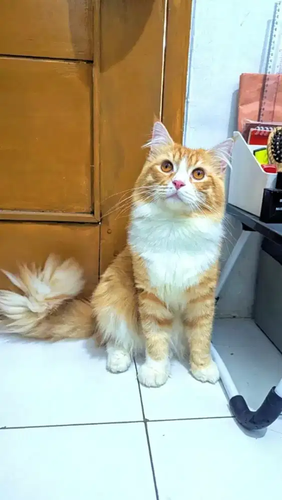 Kucing Persia Jantan Dewasa