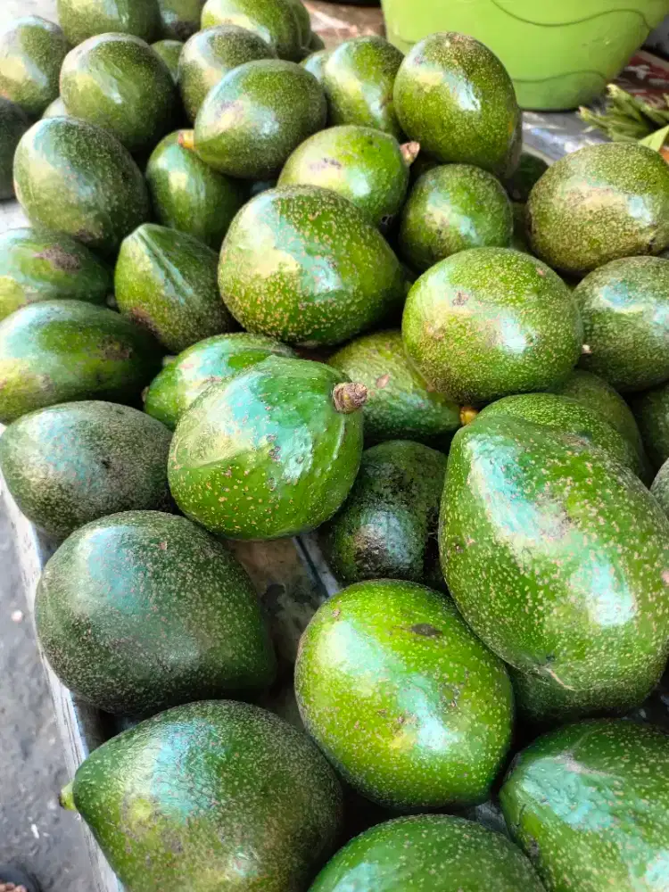 Alpukat Mentega