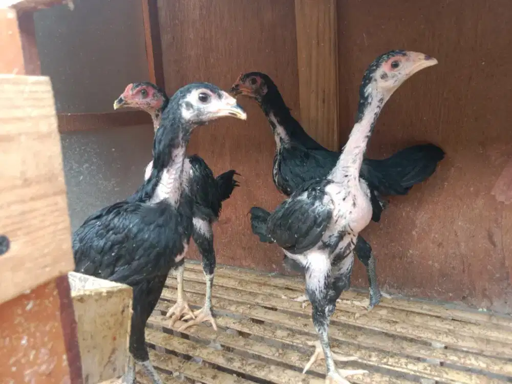 Anakkan ayam Bangkok