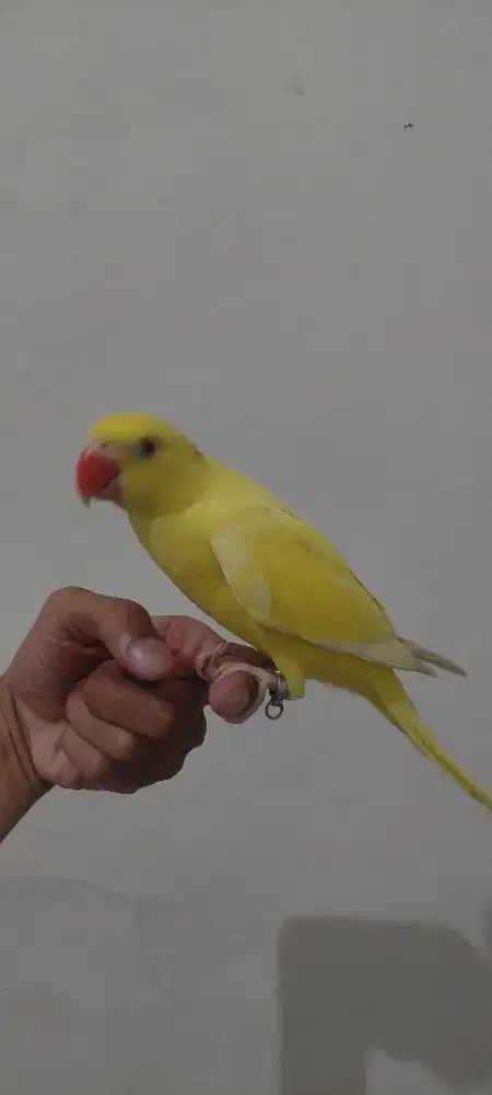 Indian ring neck lutino jitot