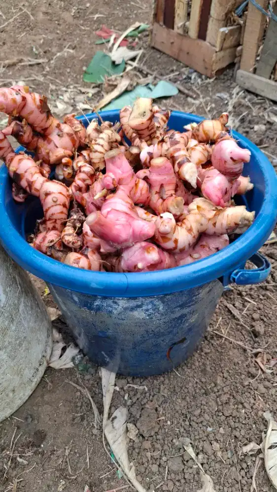 Jual Lengkuas Fresh Hasil Tanam Sendiri