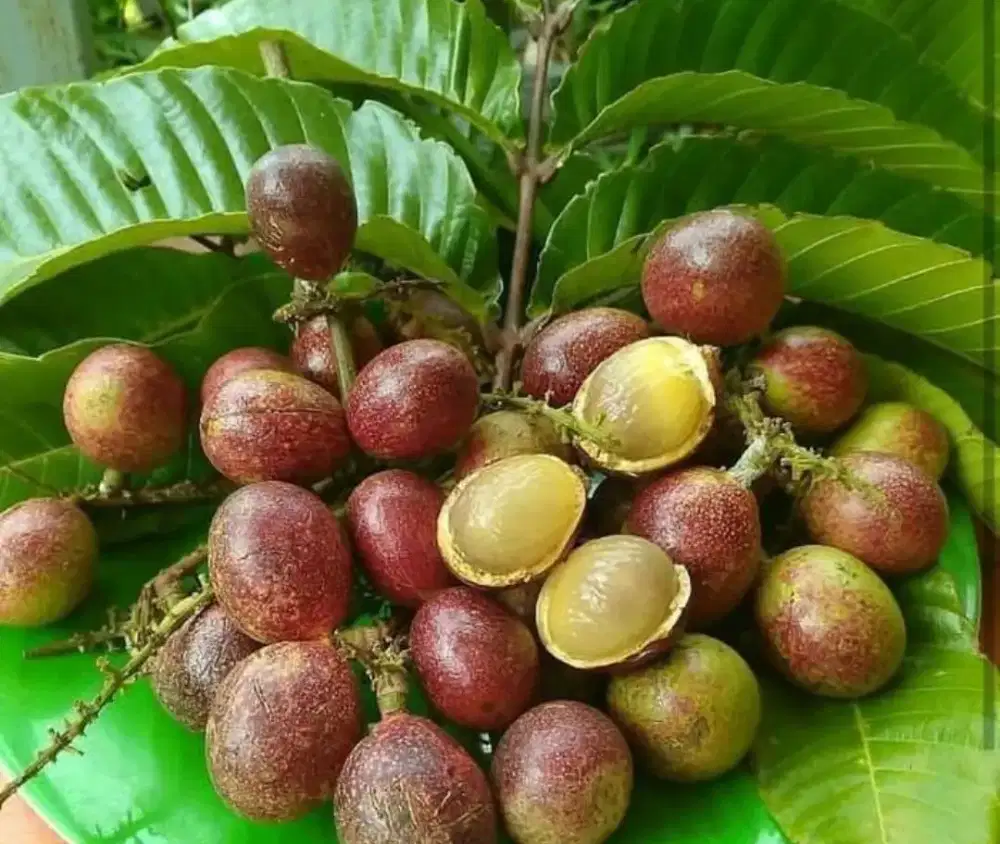 Bibit matoa merah, tanaman hidup